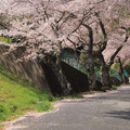 Photos: 394 東平霊園の桜並木