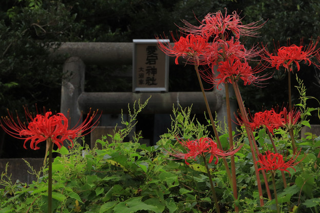 写真: 810 大久保の愛宕神社