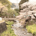 写真: 宮田川の桜