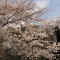 Photos: 桜♪