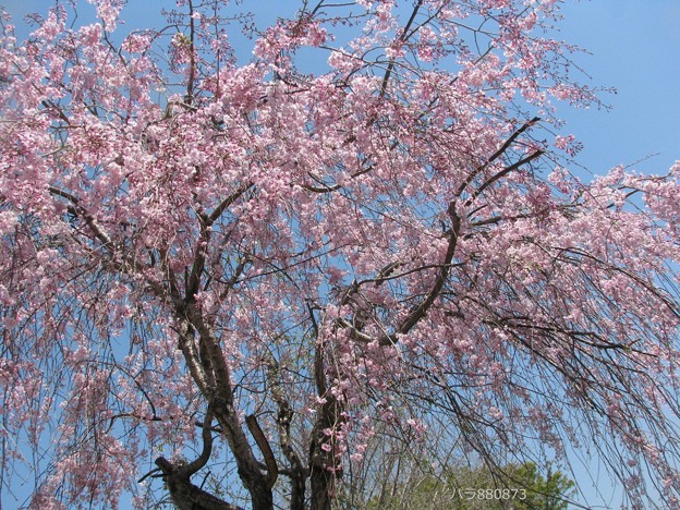 写真: 青空に枝垂れ桜♪