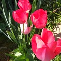 写真: 並んだチューリップの花が♪