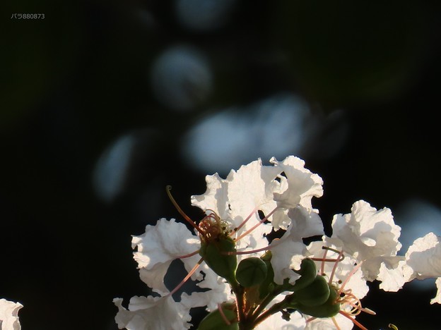写真: サルスベリの花♪