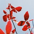 Photos: 紅い葉