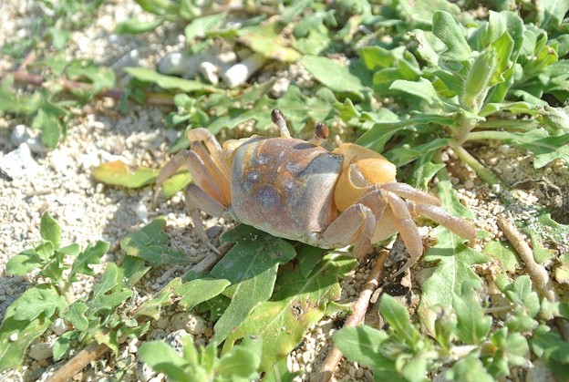 写真: 砂浜の蟹