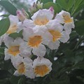 Photos: 白花のイペー