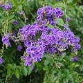 写真: デュランタ（タイワンレンギョウ）の紫色の花