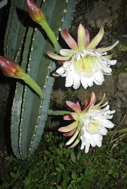 写真: ハシラサボテンの花