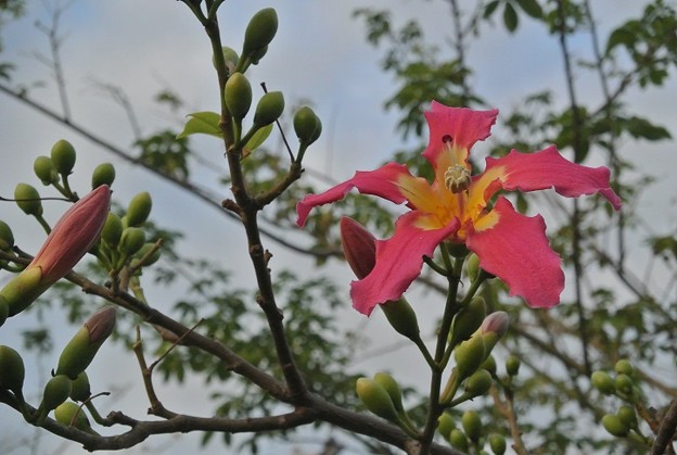 写真: やっと手の届く低い枝で咲いたトックリキワタの花