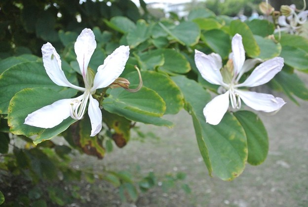 写真: バウヒニアの白花種