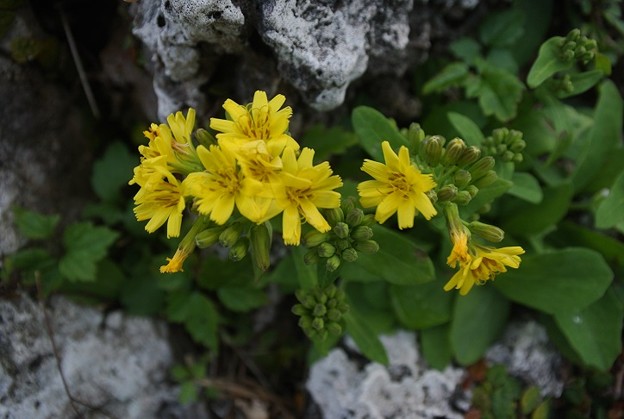 写真: ホソバワダンの花
