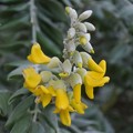 写真: イソフジの黄色い花