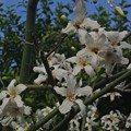 写真: 白花種のトックリキワタ