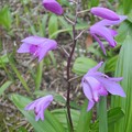 紫蘭（シラン）の花