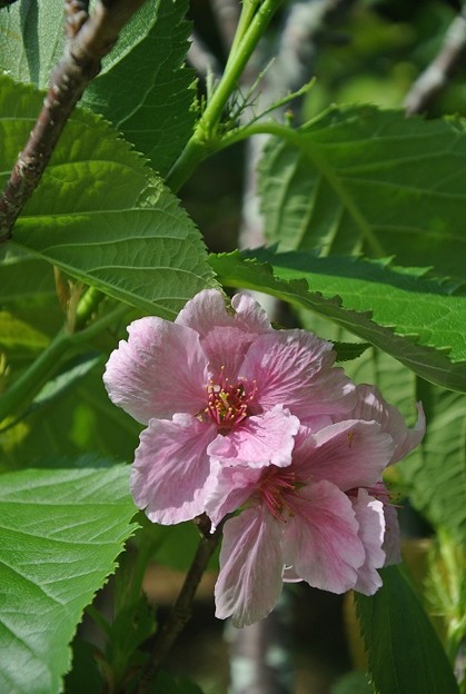 今年もこの時期に咲いた陽光桜