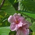 Photos: 今年もこの時期に咲いた陽光桜
