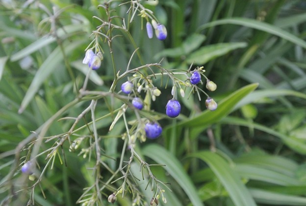 写真: キキョウランの青紫の実