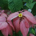 オーロラコンロンカの花