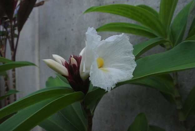 写真: オオホザキアヤメの花