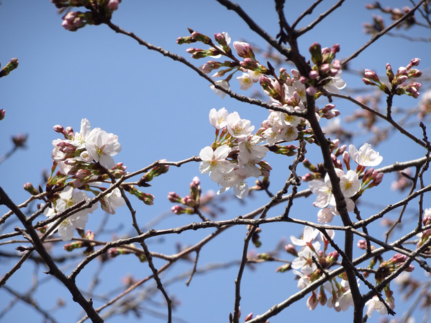 写真: 本番桜が咲き出した