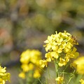 写真: ミツバチと菜の花