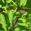 写真: コムラサキの緑の実