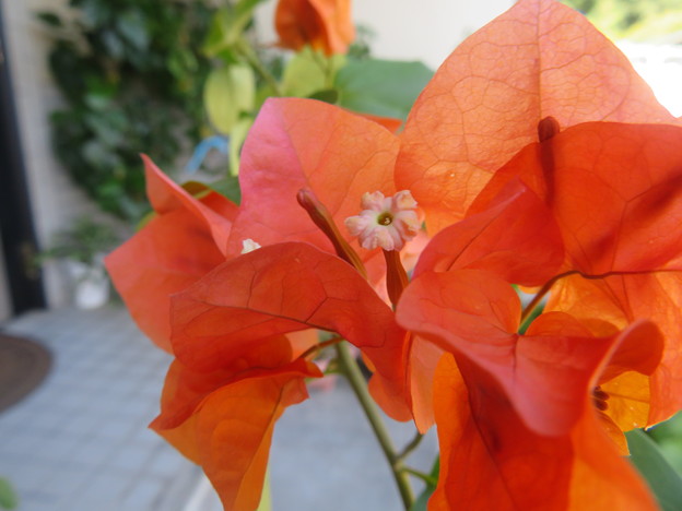 写真: オレンジ色のブーゲンビリア