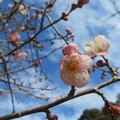 写真: 淡いピンクの梅の花