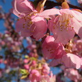 写真: 河津桜綺麗ですね〜