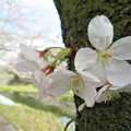 写真: 大木から桜の花が