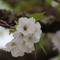 写真: 桜の蜜を求めて