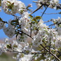 Photos: 桜・桜