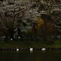 写真: 夕方の高松の池の桜 (4)