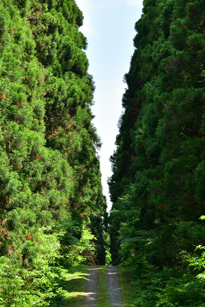 写真: 小岩井の森　１００年杉