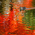 Photos: 盛岡城跡公園の紅葉とカモ