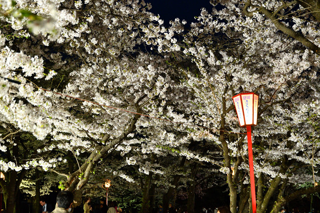 230413盛岡城跡公園夜桜 (3)