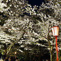 Photos: 230413盛岡城跡公園夜桜 (3)