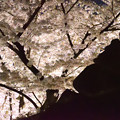 Photos: 230413盛岡城跡公園夜桜 (7)