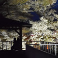 Photos: 230413盛岡城跡公園夜桜 (5)