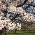 写真: 舎人公園の桜