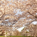 写真: 舎人公園の桜