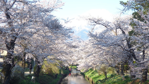 忍野八海、桜と富士山301