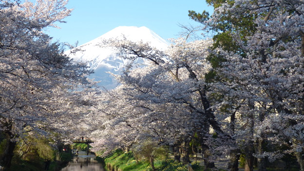 忍野八海、桜と富士山303