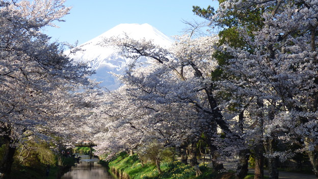 写真: 忍野八海、桜と富士山305