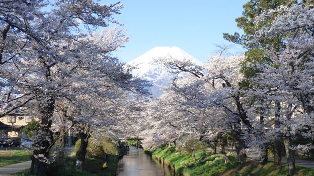 忍野八海、桜と富士山307