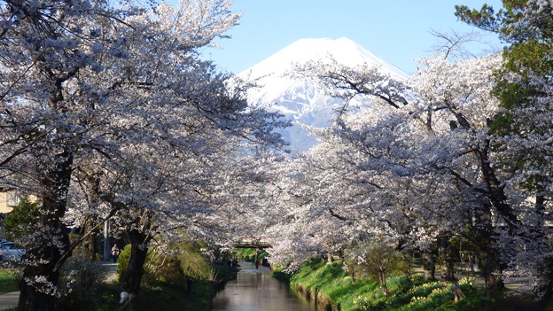 忍野八海、桜と富士山308