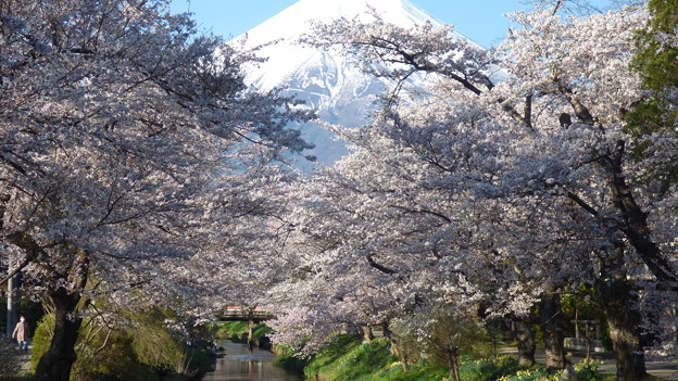 写真: 忍野八海、桜と富士山309