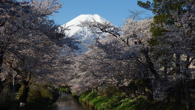 忍野八海、桜と富士山310