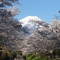写真: 忍野八海、桜と富士山316