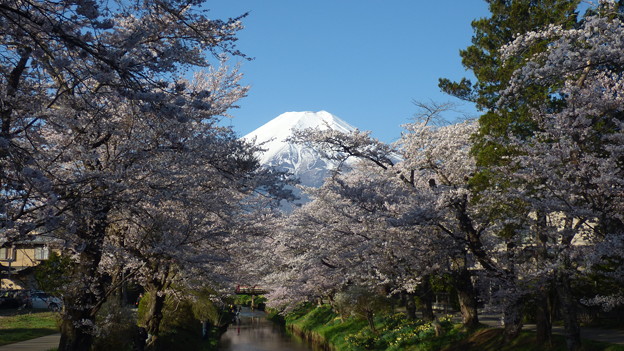 忍野八海、桜と富士山317